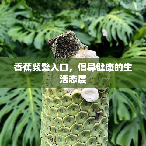 香蕉频繁入口,倡导健康的生活态度