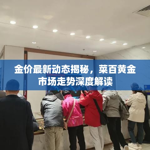 金价最新动态揭秘，菜百黄金市场走势深度解读