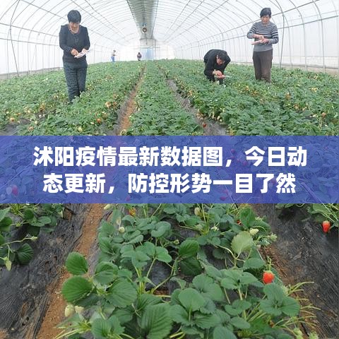 沭阳疫情最新数据图，今日动态更新，防控形势一目了然