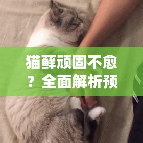 猫藓顽固不愈？全面解析预防与治疗策略