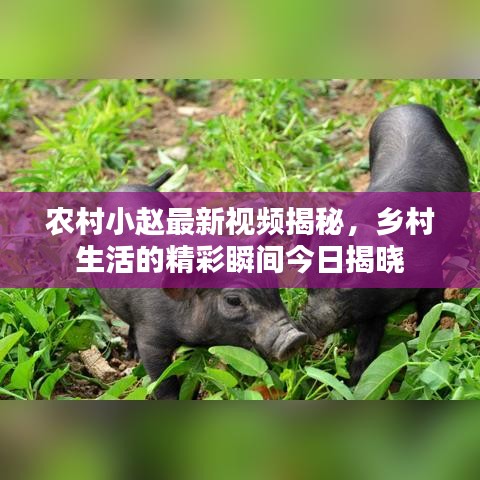 农村小赵最新视频揭秘,乡村生活的精彩瞬间今日揭晓