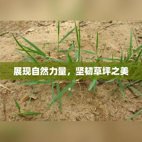 展现自然力量，坚韧草坪之美