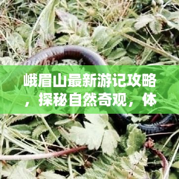 峨眉山最新游记攻略,探秘自然奇观,体验人文韵味