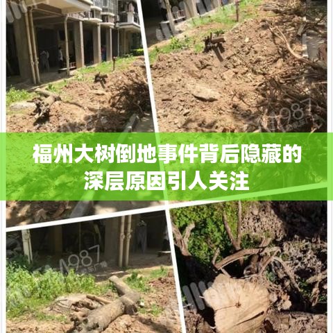 福州大树倒地事件背后隐藏的深层原因引人关注
