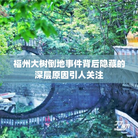 福州大树倒地事件背后隐藏的深层原因引人关注