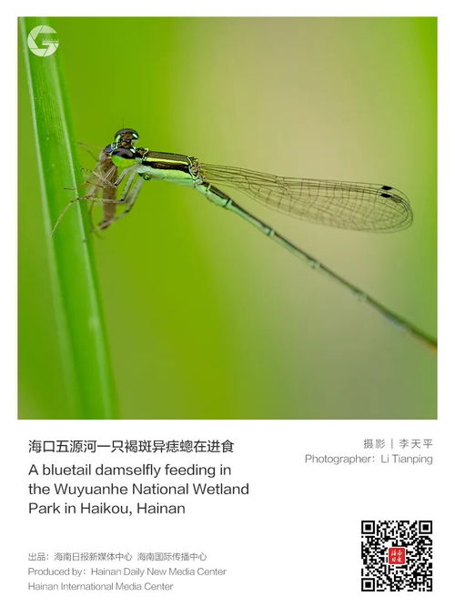 蜻蜓视频下载官方,创新执行设计解析-Advance1_v1.320