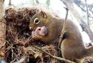 旅行松鼠官方下载,稳定性计划评估 高级版_v8.735