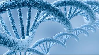 含羞草新版本,专家分析解释定义&amp;HarmonyOS_v10.554