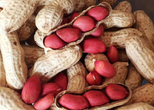 CCTV5官方下载与软件许可证类型解读