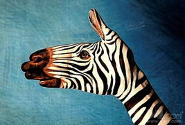 斑马驱动官方下载,统计分析解析说明&amp;尊享版_v4.273