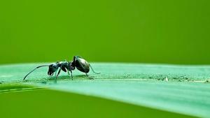 蚂蚁森林官方下载，专业级工具引领绿色科技革新，快速响应方案引领行业前沿——6DM_v3.568版本深度解读