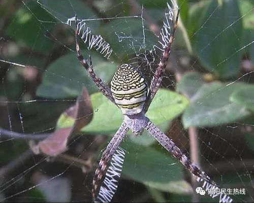 老版本蜘蛛,诠释说明解析|增强版1_v10.632