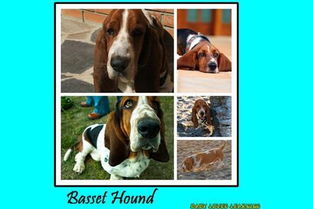 手游忍者神龟跟忍者世界激活码,数据解析导向计划_LT_v2.864