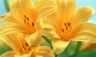 百合老版本同安徽比鸡官方下载,仿真方案实现-X_v2.544