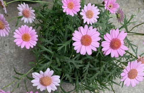 向日葵老版本跟多多官方下载,精细化策略解析&amp;S_v1.845